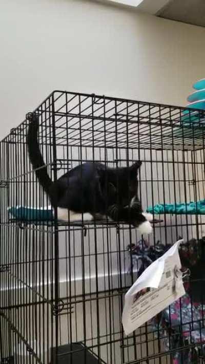 Big lungs, little body