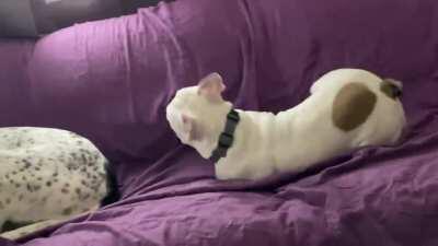 This is Ginny throwing a tantrum because her sister won’t pay attention to her / play with her. I wish I had footage of the minute or so before this that was even more hilarious, but this will do. I told her to quit messing with her, but she’s a stubborn 