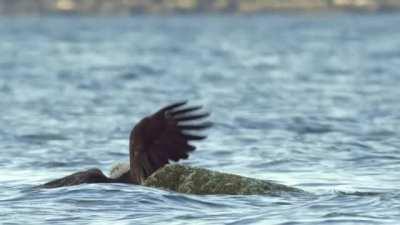 Crab fights off a bald eagle