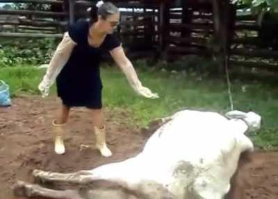 to pet a cow who just have given birth