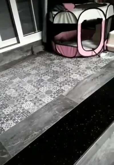 Shouldn't have touched the kitten.