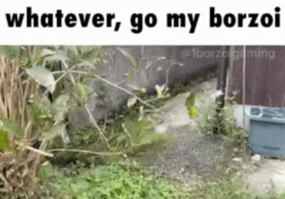 Borzoi unleashed