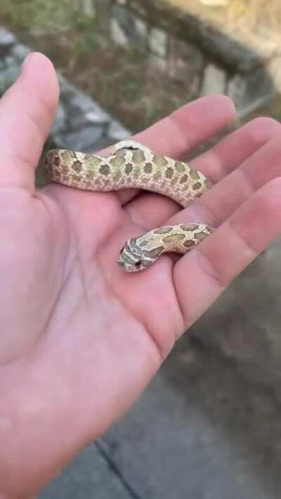 Hissy Pissy Hamilton has been home for 5 days and today is more kitten than drama noodle.