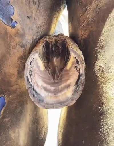 Horse Hoof Cleaning