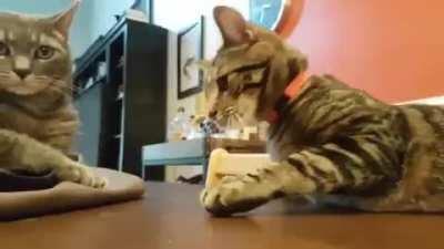 I should not have done that. (x-post r/gifs)