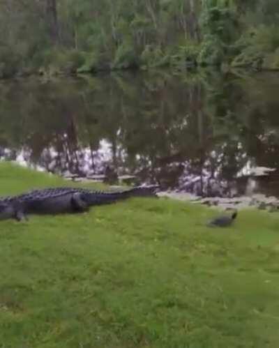 Watch ANIMAL die inside