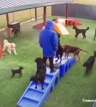 Мужика разорвали на куски стая собак