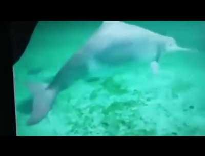 Real Footage of 4 Extinct Animals: Thylacine, Ivory-Billed Woodpecker, Baiji River Dolphin, and the Heath Hen.