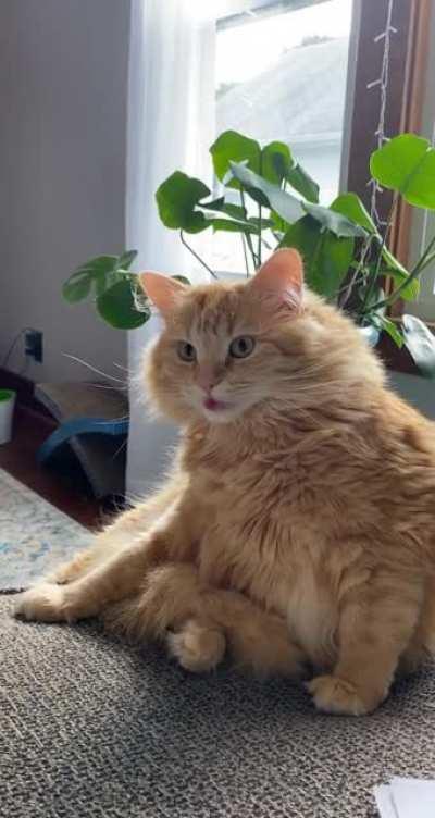 blep malfunction