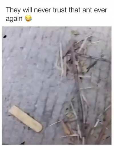 A miniscule amount of tomfoolery