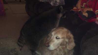 Our dog helps our older raccoon get up on the couch all the time.