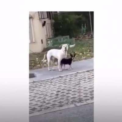 I admit this is more funny than trashy, such blatant cock blocking. They just go their separate ways...