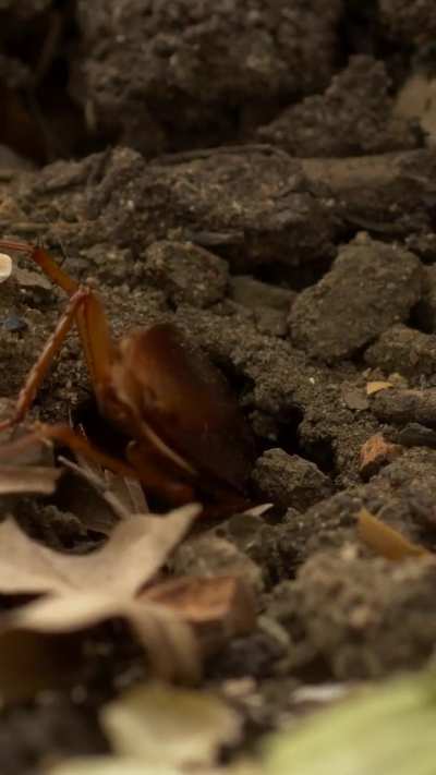🔥 Emerald cockroach wasp leading a zombified cockroach into her burrow and laying an egg on it.
