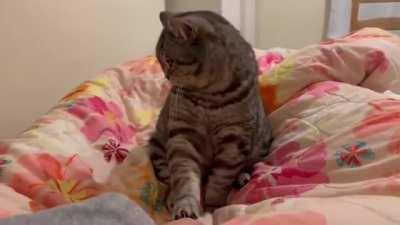 Personal space Wunkus