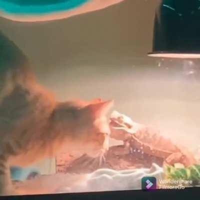 As someone who's had a lizard eaten by a cat, HOW DO YOU JUST SIT AND WATCH THIS???