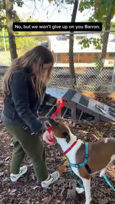 Nashville Humane Association. 'Barron'. November 5th 2025