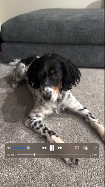 Dog's head is rocking back and forth