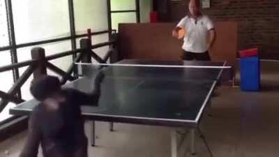 Этот шимпанзе может играть настольный теннис