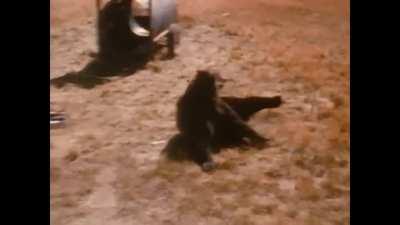 There are some occupational hazards to being a wildlife biologist.