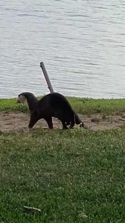 Wild otter playing around in the sand