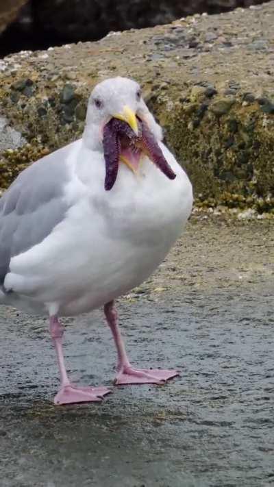 🔥Seagulls are opportunistic feeders, here it is trying to eat a sea-star..