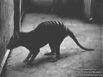 Thylacine footage compilation