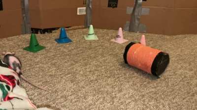 My awesome rat Raisin combining weaving with walking backwards on a rolling barrel!