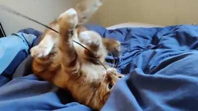 Jip is a liquid transformer.