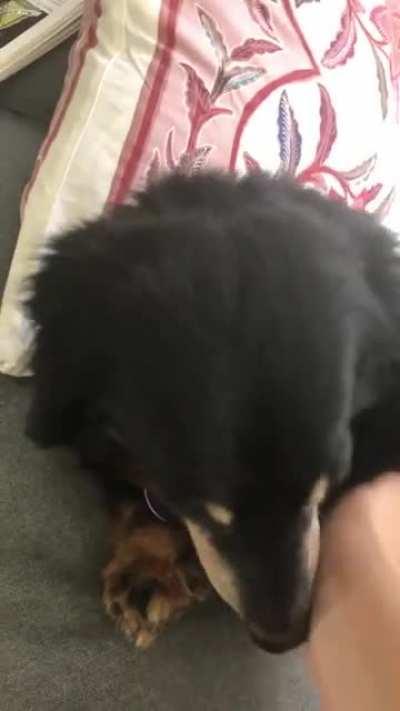 What happens when I stop petting her for one second too long