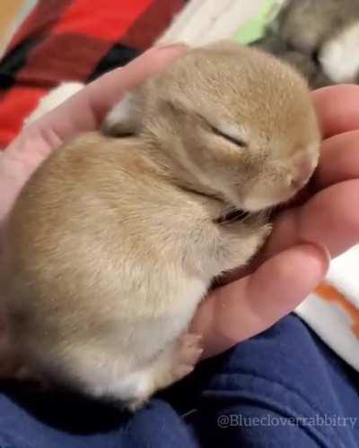 Just a cute little rabbit, catching some zzzz's!!!