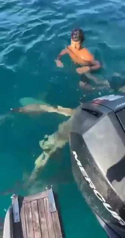 Swimmer Gets Unexpected Visitors