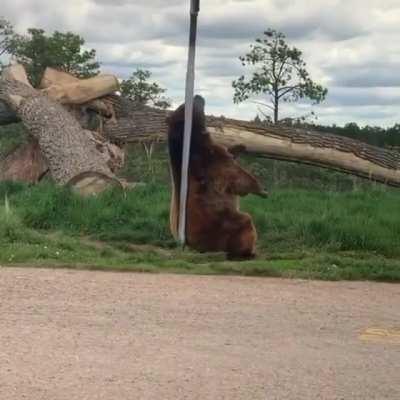 A nice day by the countryside when suddenly...