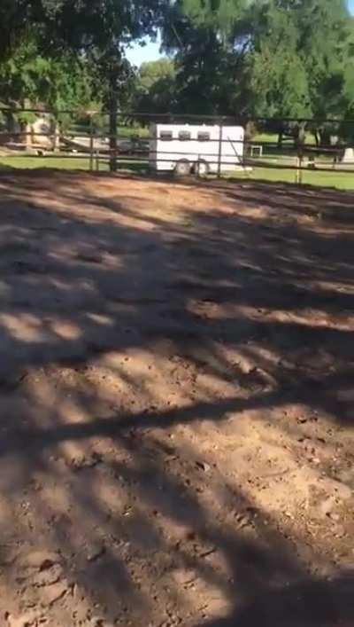 And that mate is why you should choose your mare wisely!