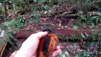 🔥 The Hooded Pitohui is the first scientifically documented poisonous bird. Its feathers give off a neurotoxin called homobatrachotoxin which has previously only been found in the skin of poison dart frogs, and handling them can cause numbness