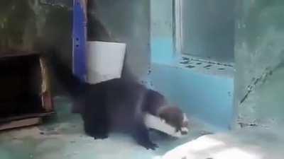 He's so cute doing his little jiggle