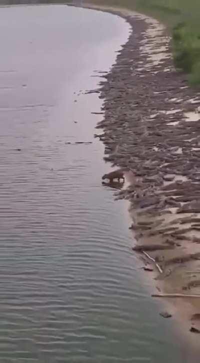 A stranger among his own. How he was not eaten there is unclear...