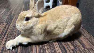 Now Senta is so relaxed 🐇