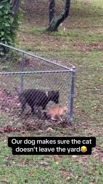 This dog is actually cat-sitting!!