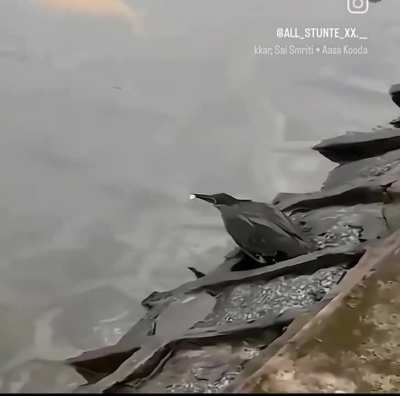 Bird finds a clever way to catch fish 