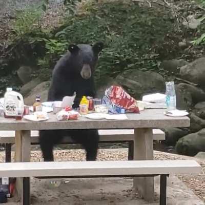 A bear rudely interrupted our cookout yesterday in Gatlinburg, TN and decided to help himself to our food