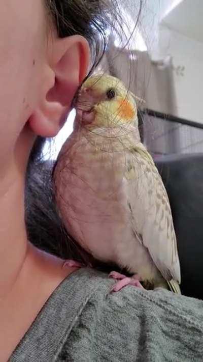 Dio always has to beak grind right in my ear, but I don't mind lol