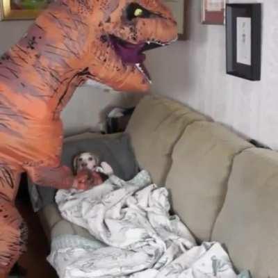 Tough Life when your Master Thinks he is a T-Rex