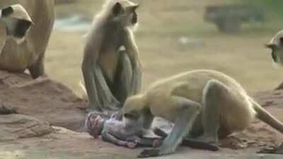 It's amazing how animals can feel grief