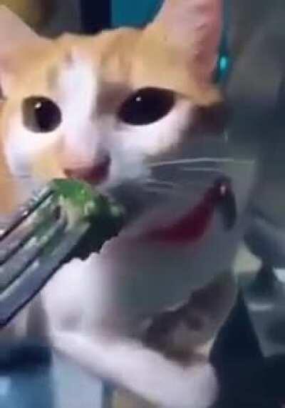 Cat smells broccoli 😂