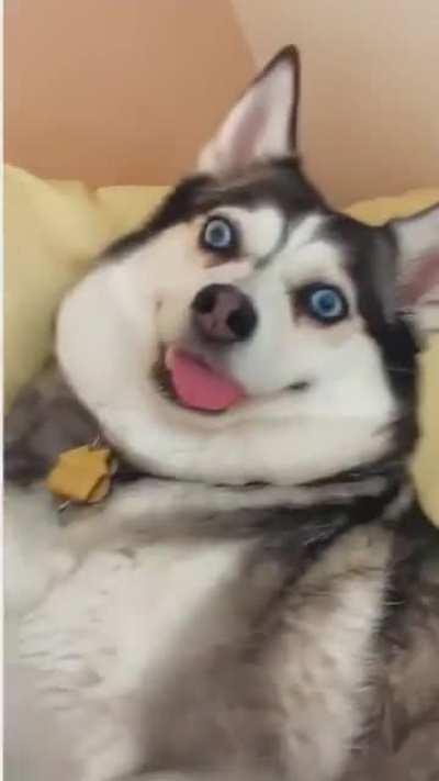 Derp