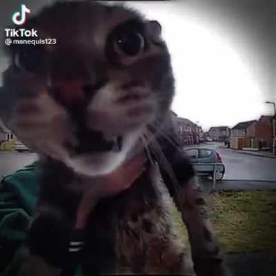 upvote if you like cats