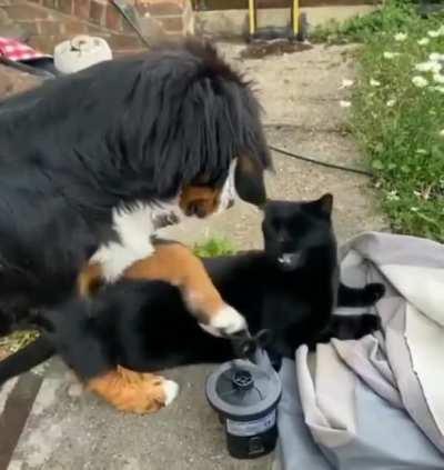 Wait a second, this dog pets back!