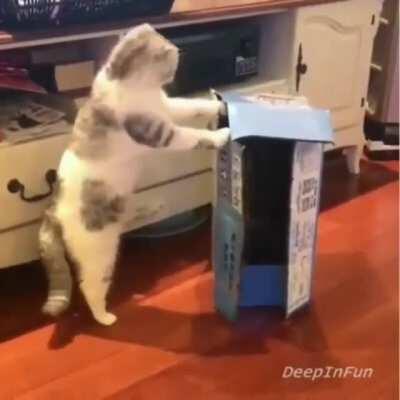 Cat delivery service