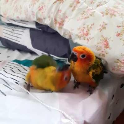 Sekai and Hoshi! Pictorial gone cute!