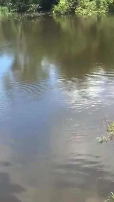 Dava pra ter salvo o fred, sim ou claro?